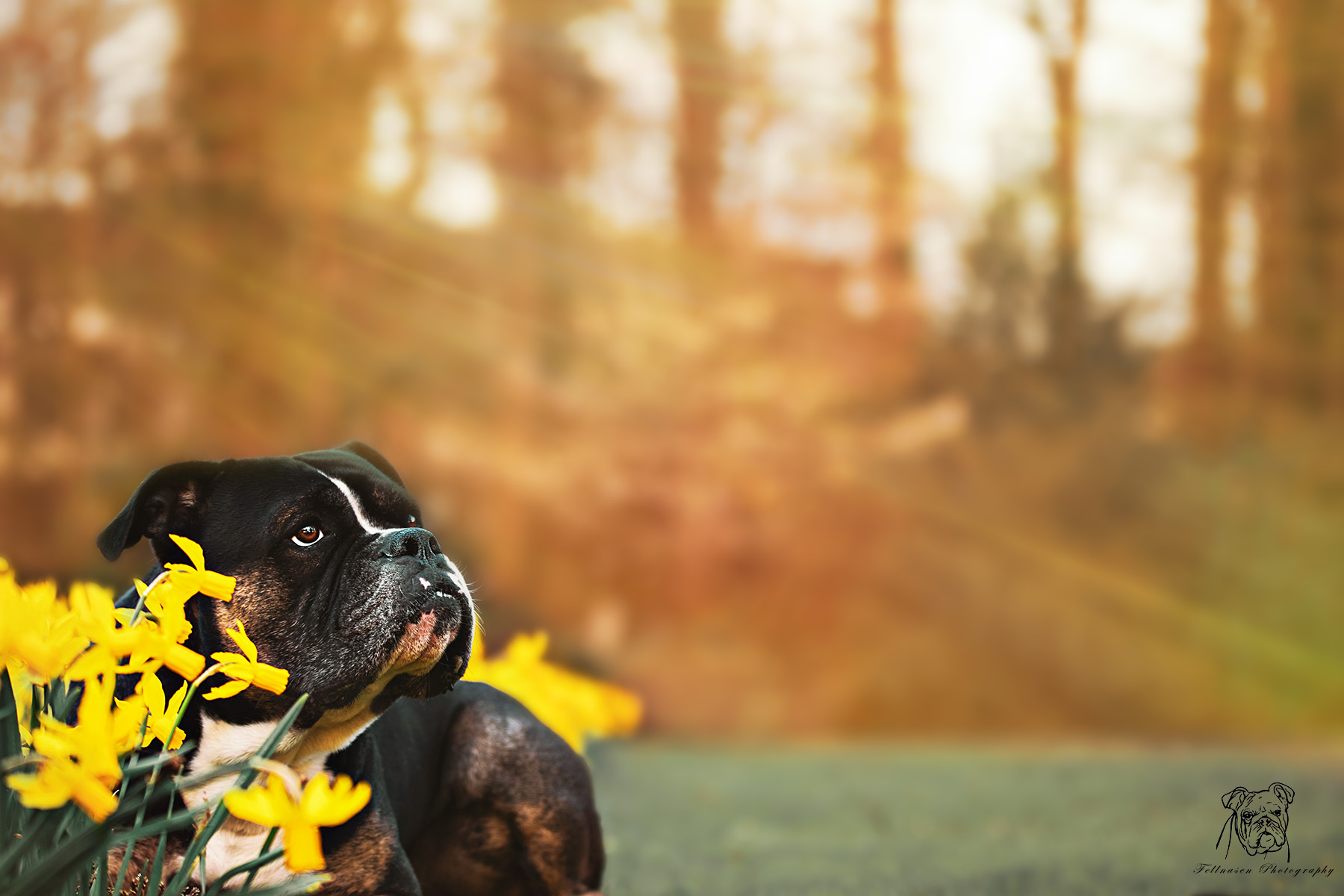 Boxer Buddy zwischen Narzissen – Walkbuddies Herford