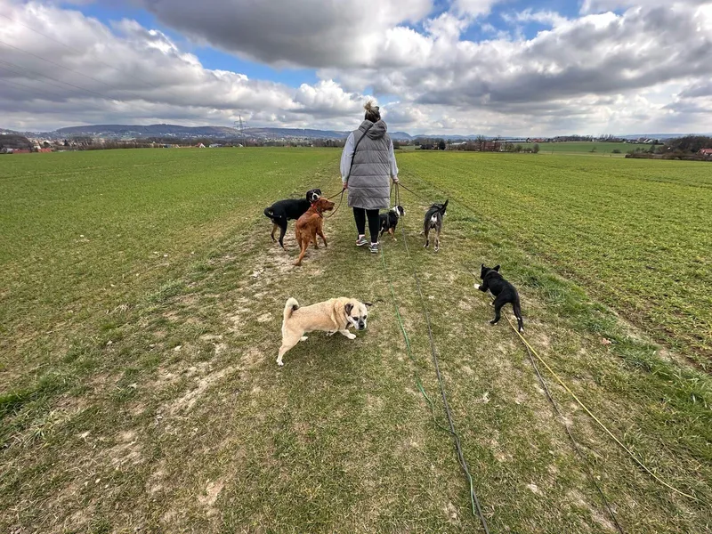 Sarah bei der Hundebetreuung mit mehreren Hunden in Herford
