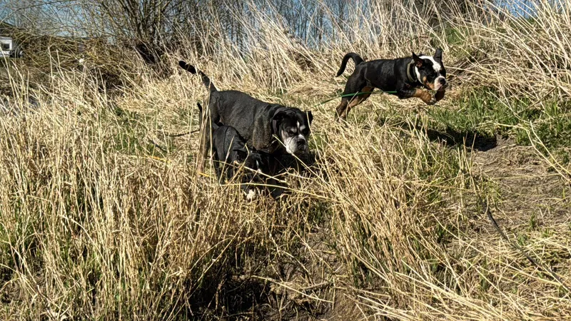 Hund beim Spaziergang in der Natur rund um Herford
