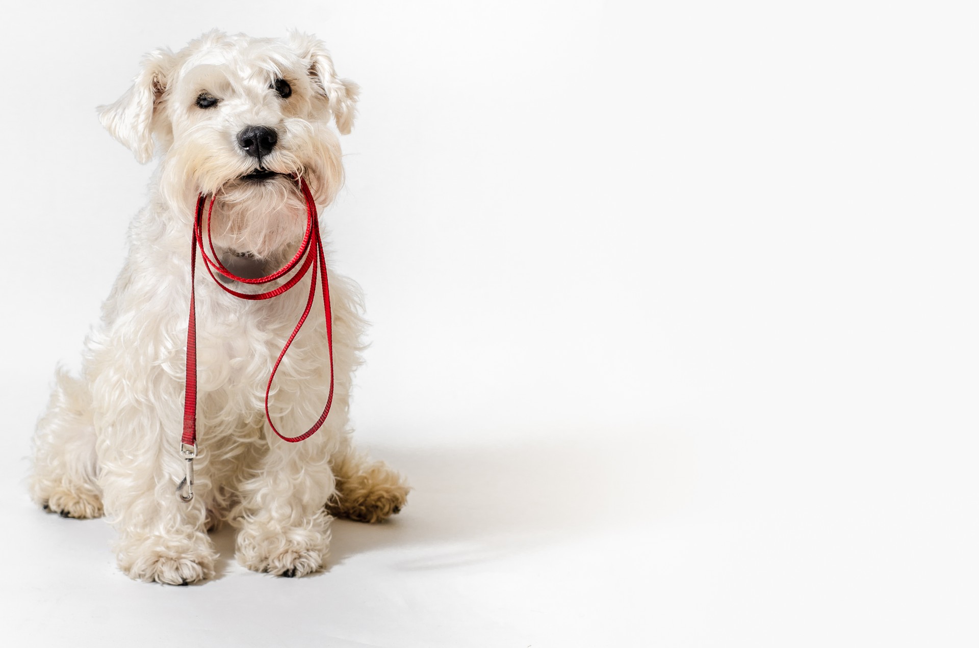 Dog Walker