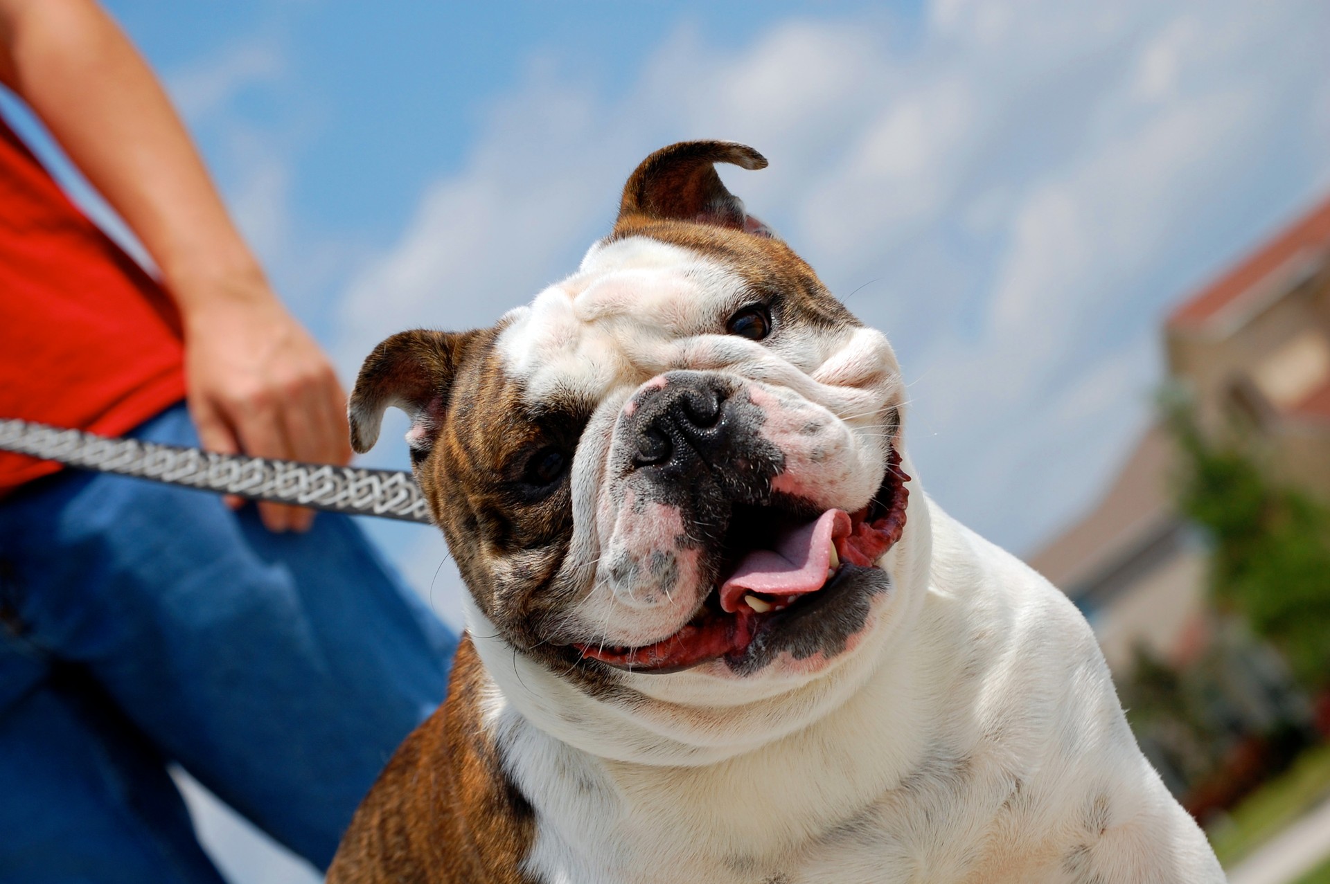 English Bulldog on a leash with owner in background
