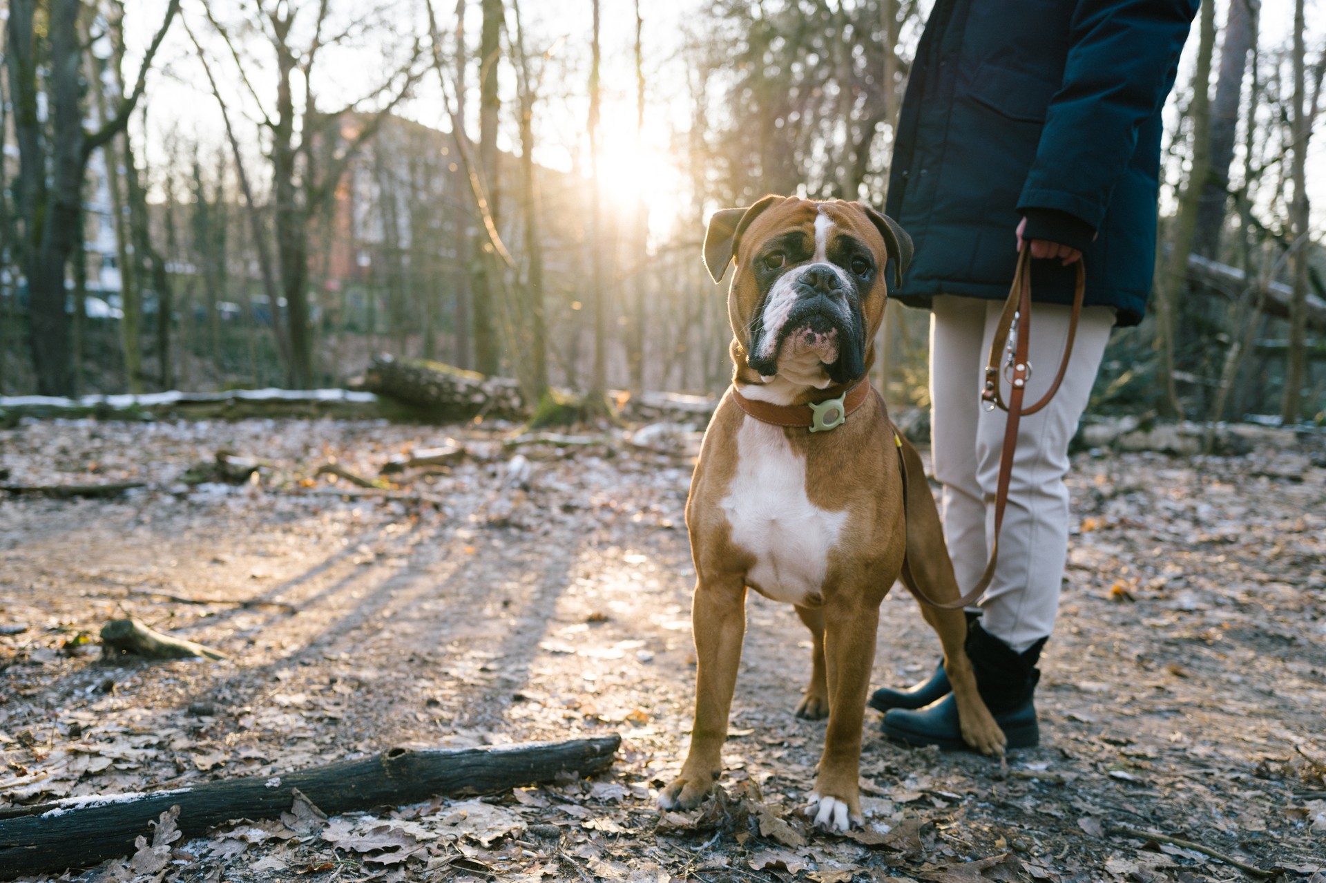 Dog with an Animal Tracker at the collar